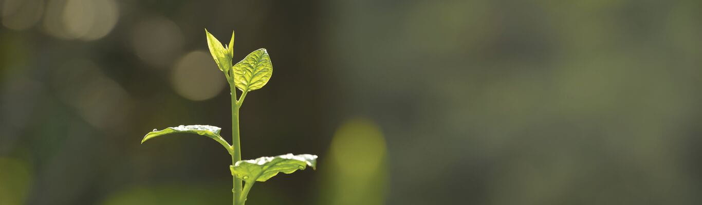 image_1